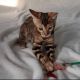 Bengal Cats for sale in California City, CA, USA. price: NA
