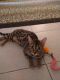 Bengal Cats for sale in Highland, CA, USA. price: $700