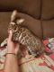 Bengal Cats for sale in Hedgesville, WV, USA. price: $1,000