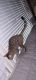 Bengal Cats for sale in Decatur, AL, USA. price: NA