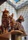 Bengal Cats for sale in Washington, DC 20020, USA. price: NA