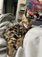 Bengal Cats for sale in Littleton, CO, USA. price: $4,000