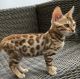 Bengal Cats for sale in New Yorkweg, 1334 NA Almere, Netherlands. price: 400 EUR