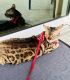 Bengal Cats for sale in Miami, FL, USA. price: NA