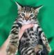 Bengal Cats for sale in Des Moines, IA, USA. price: $1,500