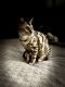 Bengal Cats for sale in Westerly, RI, USA. price: NA
