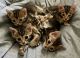 Bengal Cats for sale in Fallbrook, CA 92028, USA. price: NA