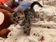 Bengal Cats for sale in Quincy, MA 02171, USA. price: NA