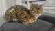 Bengal Cats for sale in Raleigh, NC 27603, USA. price: $3,000