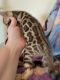 Bengal Cats for sale in Victorville, CA 92392, USA. price: NA