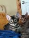 Bengal Cats for sale in 1410 N 1100 E, Shelley, ID 83274, USA. price: NA