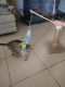 Bengal Cats for sale in Highland, CA, USA. price: $800