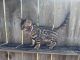 Bengal Cats for sale in Oklahoma City, OK, USA. price: $1,200