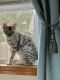 Bengal Cats for sale in Westerly, RI, USA. price: NA