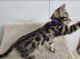 Bengal Cats for sale in St. Augustine, FL, USA. price: $1,800