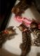 Bengal Cats for sale in Moreno Valley, CA, USA. price: NA