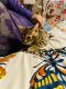 Bengal Cats for sale in Debary Plantation, DeBary, FL 32713, USA. price: NA