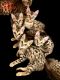 Bengal Cats for sale in Falls Church, VA, USA. price: $1,000