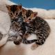 Bengal Cats for sale in North Port, FL, USA. price: NA