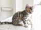 Bengal Cats for sale in Bayonne, NJ, USA. price: $900