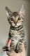 Bengal Cats for sale in Escondido, CA, USA. price: NA