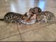 Bengal Cats for sale in Florence, SC, USA. price: NA