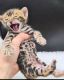 Bengal Cats for sale in Tennessee City, TN 37055, USA. price: NA