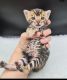 Bengal Cats for sale in NJ-27, Edison, NJ, USA. price: $270