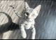 Bengal Cats for sale in Brewster, NY 10509, USA. price: NA