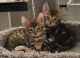 Bengal Cats for sale in Maricopa, AZ, USA. price: $1,500
