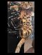 Bengal Cats for sale in St Paul, MN, USA. price: NA