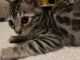 Bengal Cats for sale in Maple Valley, WA 98038, USA. price: $1,700
