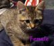Bengal Cats for sale in Bonney Lake, WA 98391, USA. price: $100