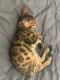 Bengal Cats for sale in Porter Ranch, CA 91326, USA. price: NA