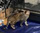 Bengal Cats for sale in Woodbury, MN, USA. price: NA