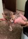 Bengal Cats for sale in Milwaukee, WI, USA. price: $650