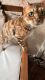 Bengal Cats for sale in Hollywood, FL 33020, USA. price: NA