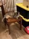 Bengal Cats for sale in Houston, TX, USA. price: $500