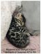 Bengal Cats for sale in Peoria, AZ, USA. price: $1,500