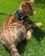 Bengal Cats for sale in Peoria, AZ, USA. price: $1,500