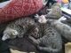Bengal Cats for sale in Sylva, NC 28779, USA. price: $300