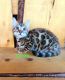 Bengal Cats for sale in Salem, UT, USA. price: $1,800