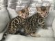 Bengal Cats for sale in New York, NY, USA. price: $650