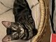 Bengal Cats for sale in WA-520, Seattle, WA, USA. price: $400