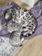 Bengal Cats for sale in Pueblo West, CO, USA. price: $800