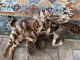 Bengal Cats for sale in Fullerton, CA, USA. price: $700