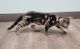 Bengal Cats for sale in St. Augustine, FL, USA. price: $1,100