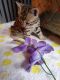 Bengal Cats for sale in Ocala, FL, USA. price: $1,400