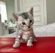 Bengal Cats for sale in Cincinnati, OH, USA. price: $1,000