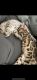 Bengal Cats for sale in Lewisville, TX, USA. price: NA